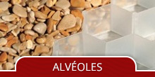 alveoles
